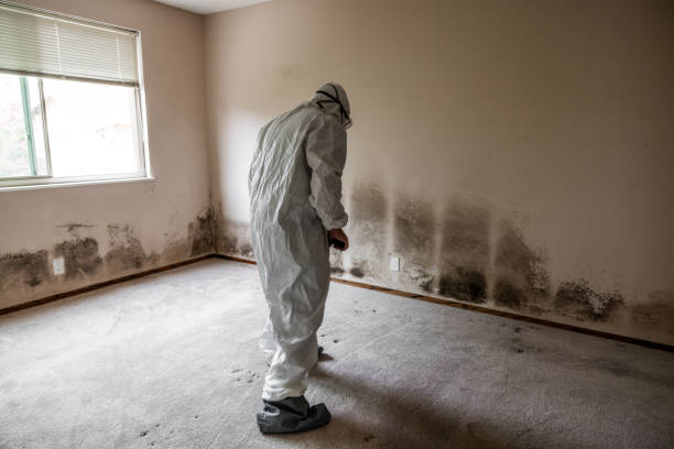 Mold Removal Process